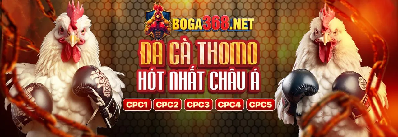 Sân đấu đá gà kịch tính tại ffok win